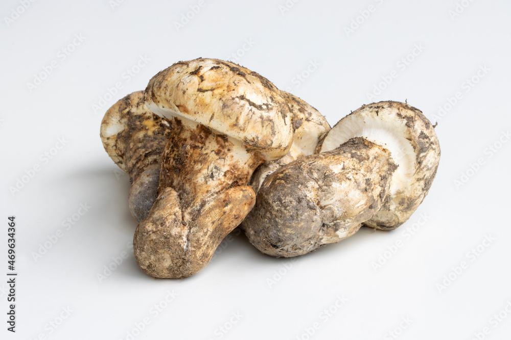 Freshly picked Matsutake mushrooms isolated on white. Tricholoma matsutake habitats in North America range from tanoak-madrone forests in Northern California to pine forests and coastal dunes in PNW. Freshly picked Matsutake mushrooms isolated on white. Tricholoma matsutake habitats in North America range from tanoak-madrone forests in Northern California to pine forests and coastal dunes in PNW.