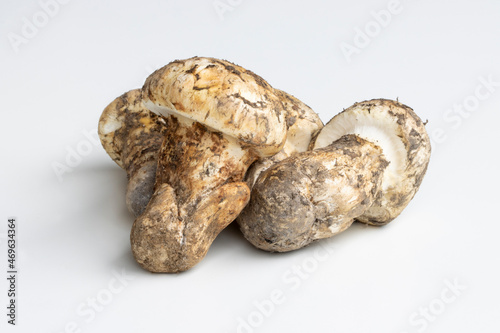 Freshly picked Matsutake mushrooms isolated on white. Tricholoma matsutake habitats in North America range from tanoak-madrone forests in Northern California to pine forests and coastal dunes in PNW.
