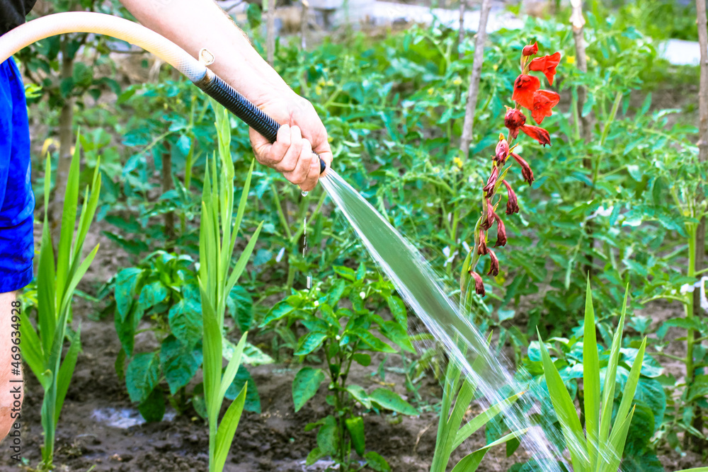 Fototapeta premium Man watering red gladioli flower from a hose in a home garden. Plants care.