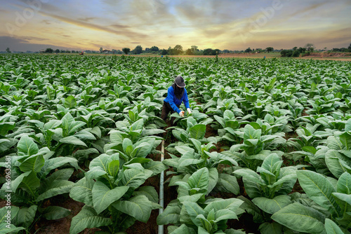 Agriculture of Tobacco Industry, Farmers working in tobacco fields. photo