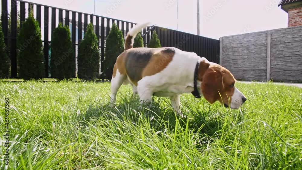 Cute Dog Beagle Sniffed Something at grass outdoors, search around. Dog looking for something using nose, feel scent and try to find item. High quality 4k footage Cute Dog Beagle Sniffed Something at grass outdoors, search around. Dog looking for something using nose, feel scent and try to find item. High quality 4k footage