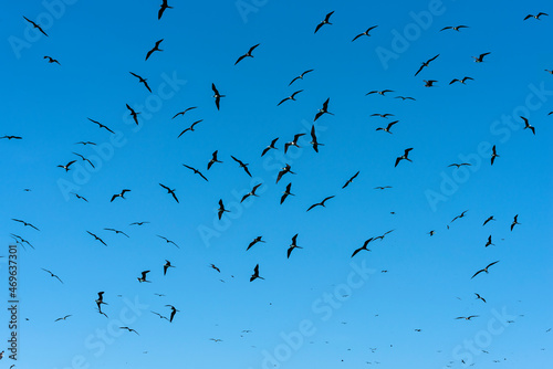 Fregata magnificens - group colony of Magnificent Frigatebirds at in the Sea of ​​Cortez, in Baja California Sur Mexico