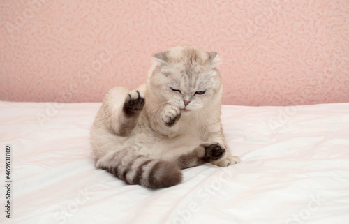 A thoroughbred grey British cat is lying on the bed and washing his face. Hygiene of cats. A cat in a home interior. Image for veterinary clinics, websites about cats. World Cat Day