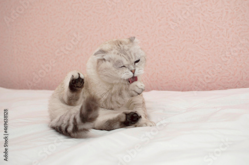 A thoroughbred grey British cat is lying on the bed and washing his face. Hygiene of cats. A cat in a home interior. Image for veterinary clinics, websites about cats. World Cat Day