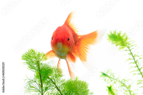 Goldfish in aquarium with green plants on white background