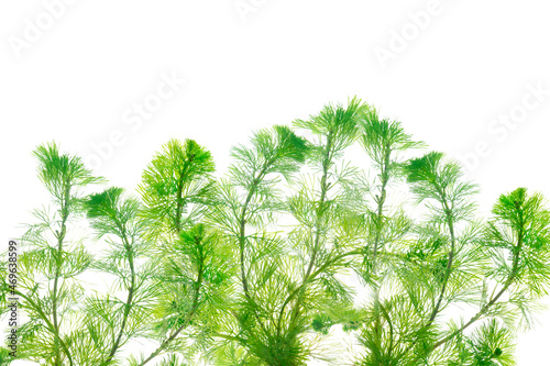 Limnophila sessiliflora  plant isolated on white background, acuatic plant, aquascape plant 