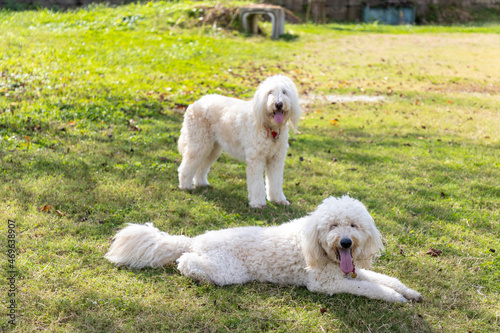 ゴールデンドゥードル犬