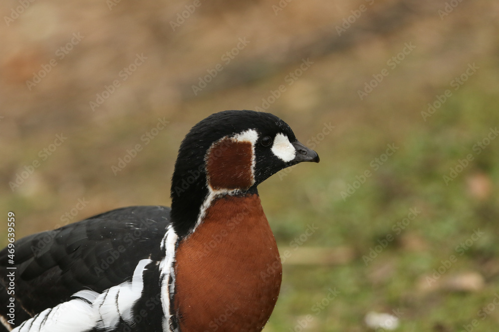 A beautiful Red-breasted Goose, Branta ruficollis, standing on the bank of a lake at the London wetland wildlife reserve. A beautiful Red-breasted Goose, Branta ruficollis, standing on the bank of a lake at the London wetland wildlife reserve.