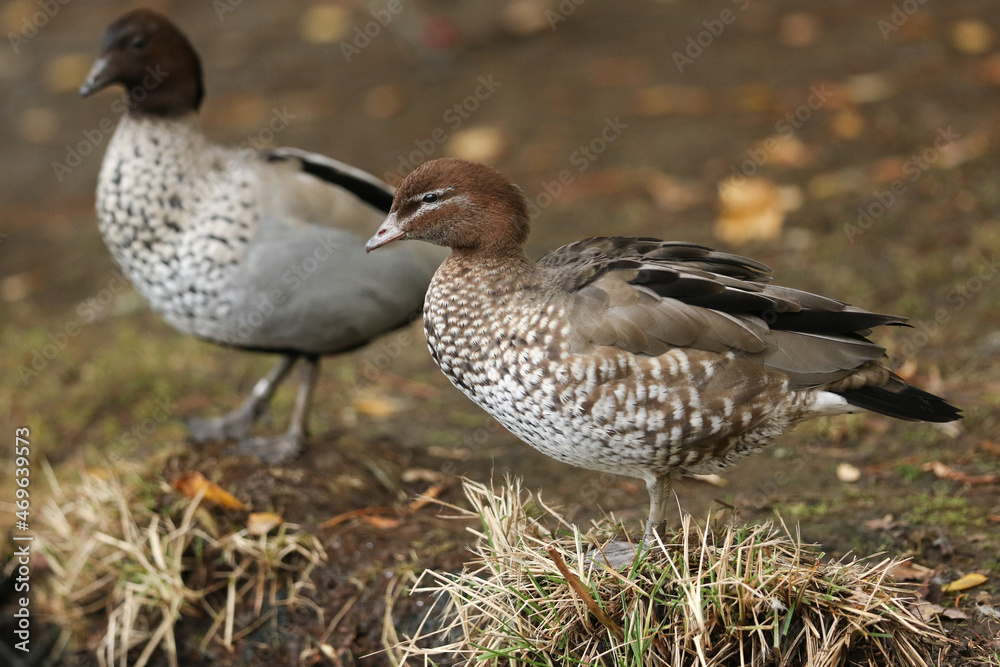 Two Maned Duck or Maned Goose, Chenonetta jubata, standing on the bank of a lake at London wetland wildlife reserve. Two Maned Duck or Maned Goose, Chenonetta jubata, standing on the bank of a lake at London wetland wildlife reserve.