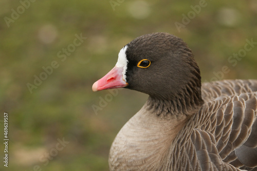 A head shot of a Lesser White-fronted Goose  Anser erythropus  standing on the bank of a lake at the London wetland wildlife reserve. 