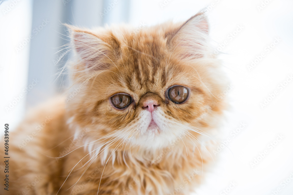 Lovely small red persian kitten on white window background