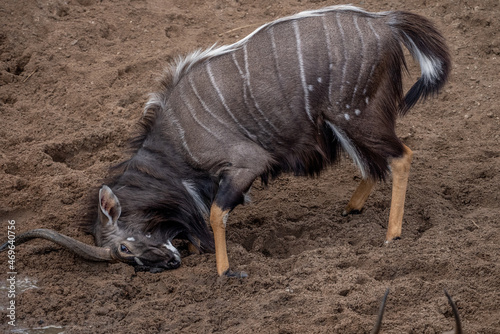 An nyala bull, with head sideways, gouging its horn in the ground in a dominance threat display. photo