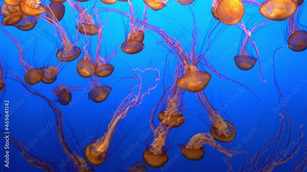 Jellyfish glowing in dark water Jellyfish glowing in dark water
