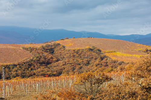 Plantation of autumn vineyards on the background of a mountain landscape.