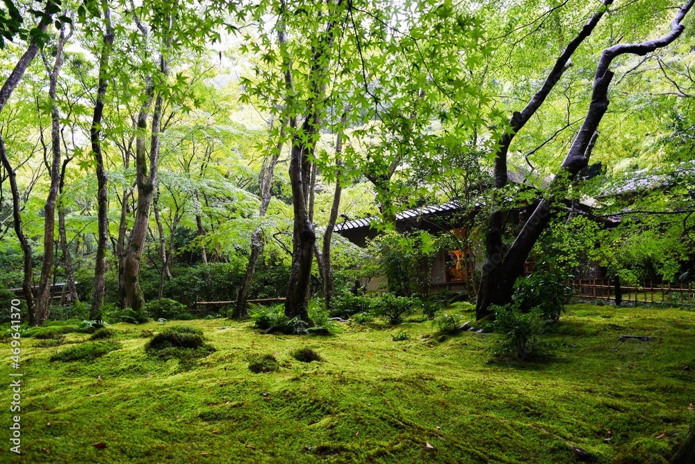 雨に映える青もみじ 雨に映える青もみじ
