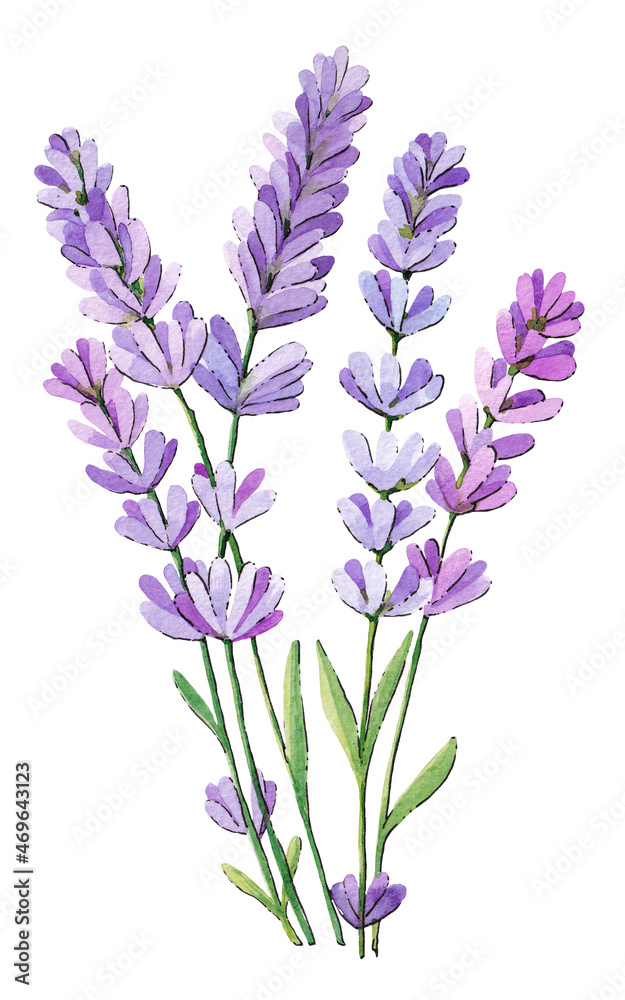 Naklejka premium Lavender branch on a white background. Watercolor illustration.