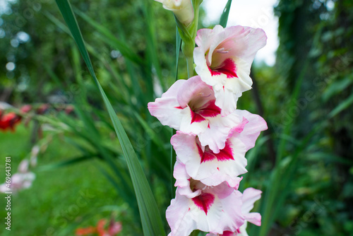 pink gladiolus flowers in the garden