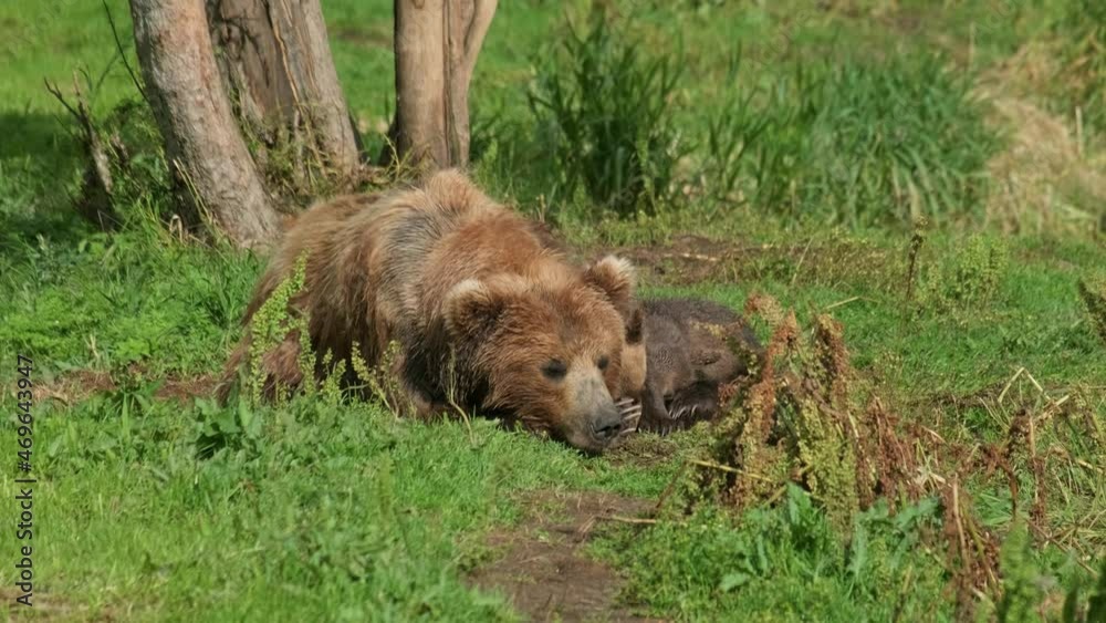 Brown bears family (Ursus arctos) mother and cubs resting on grass, Kamchatka, Russia, 4k Brown bears family (Ursus arctos) mother and cubs resting on grass, Kamchatka, Russia, 4k