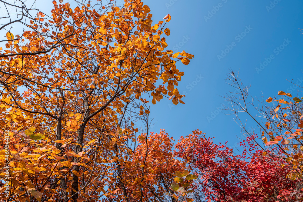 Colorful mountain forest in autumn