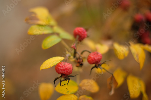 Owoce dzikiej róży zdjęcie jesienne photo
