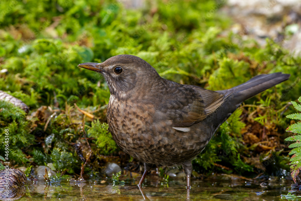 Amsel (Turdus merula) Weibchen Amsel (Turdus merula) Weibchen
