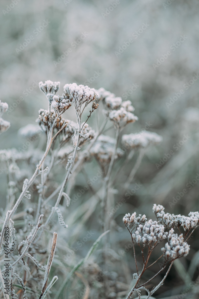 frost on the dried grass. first winter frosts. loneliness and cold concept frost on the dried grass. first winter frosts. loneliness and cold concept