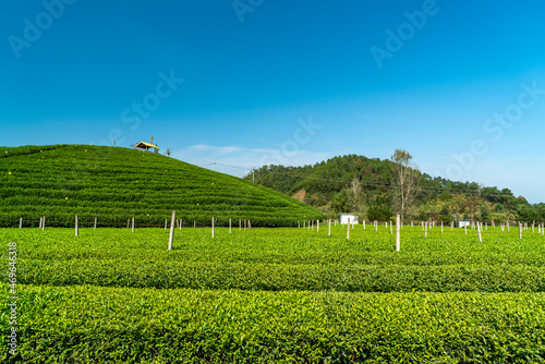 Hangzhou Qiandao Lake Tea Mountain