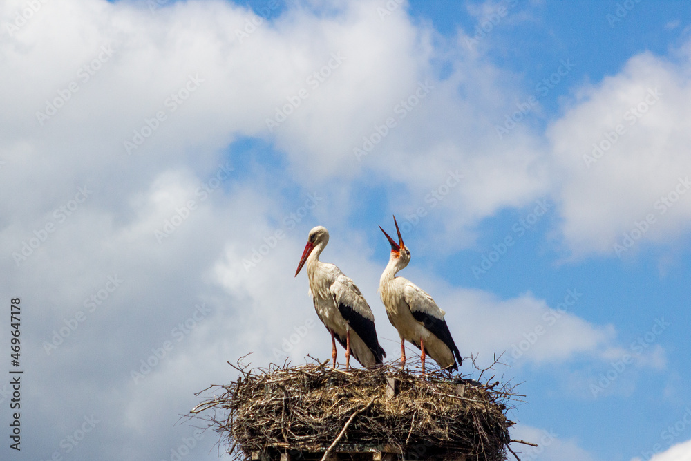 Obraz na płótnie Storks in the nest. Poland w salonie