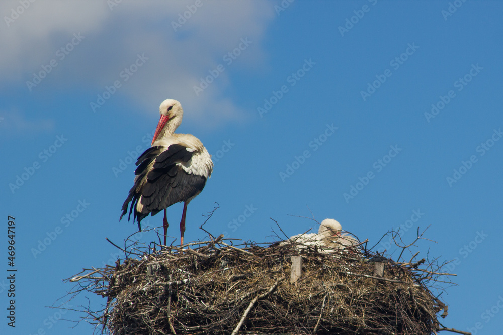 Fototapeta premium Storks in the nest. Poland
