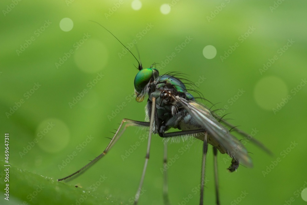 Fototapeta premium A fly perched on a green leaf and the green background with the circle bokeh. Macro photography techniques.