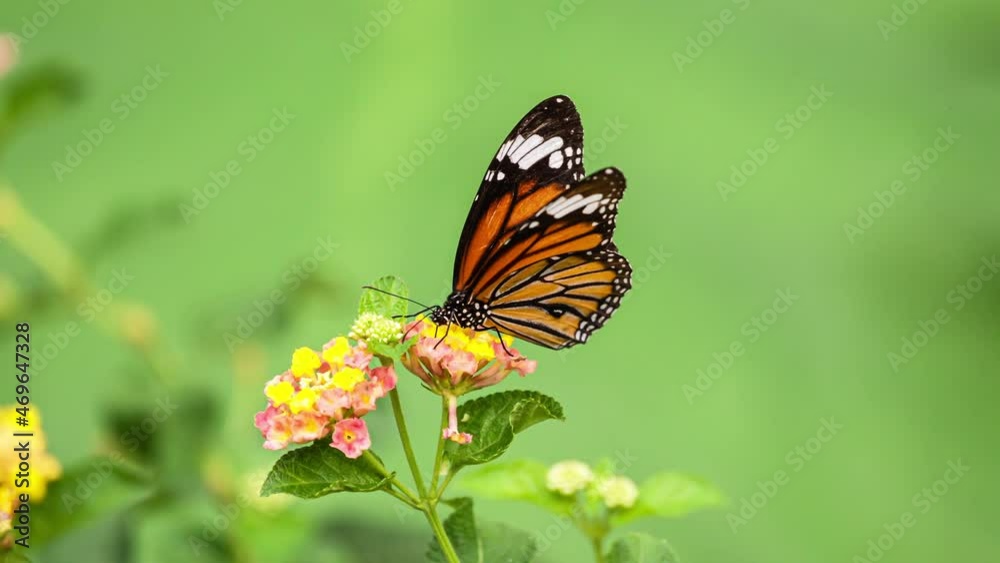 Monarch Butterfly on blossom of yellow flower in meadow. Monarch Butterfly on blossom of yellow flower in meadow.