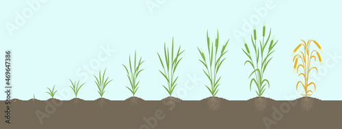Barley growth stages. Multiple stems. Hordeum vulgare. Harvest progression. Plant ripening period development. Vector infographics illustration.