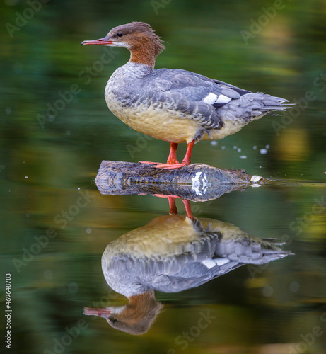 Gänsesäger (Mergus merganser) Weibchen photo