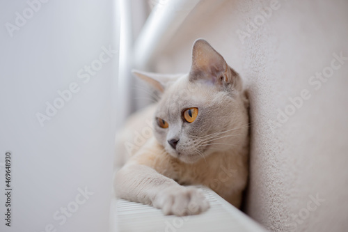 Portrait of relaxed Burmese cat.