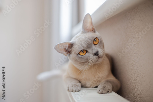Portrait of Burmese lilac cat.