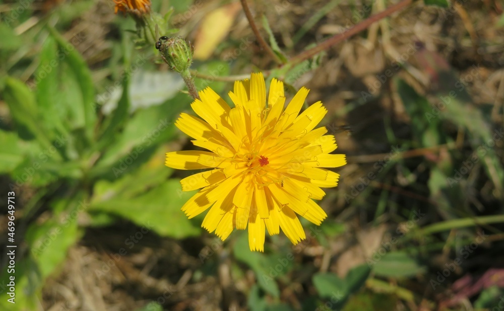 Yellow hieracium flower in the meadow, closeup Yellow hieracium flower in the meadow, closeup