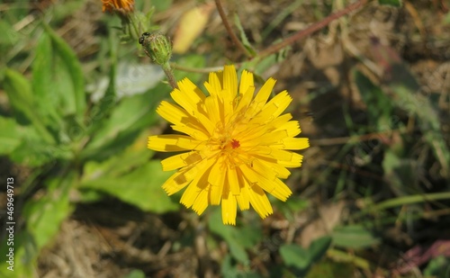 Yellow flower in the grass on natural background