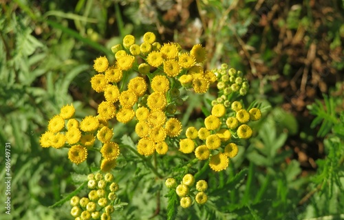 Yellow tansy flowers in the field, closeup © natalya2015