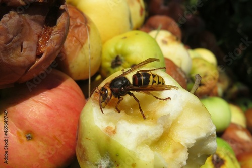 European hornet eating apple in fruit garden, closeup