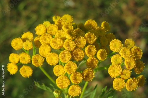 Beautiful yellow tansy flowers in the meadow, closeup