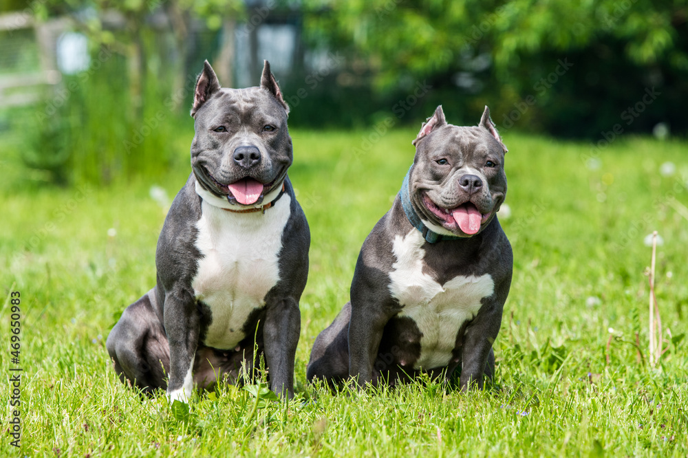 Blue hair American Staffordshire Terrier and American Bully dogs