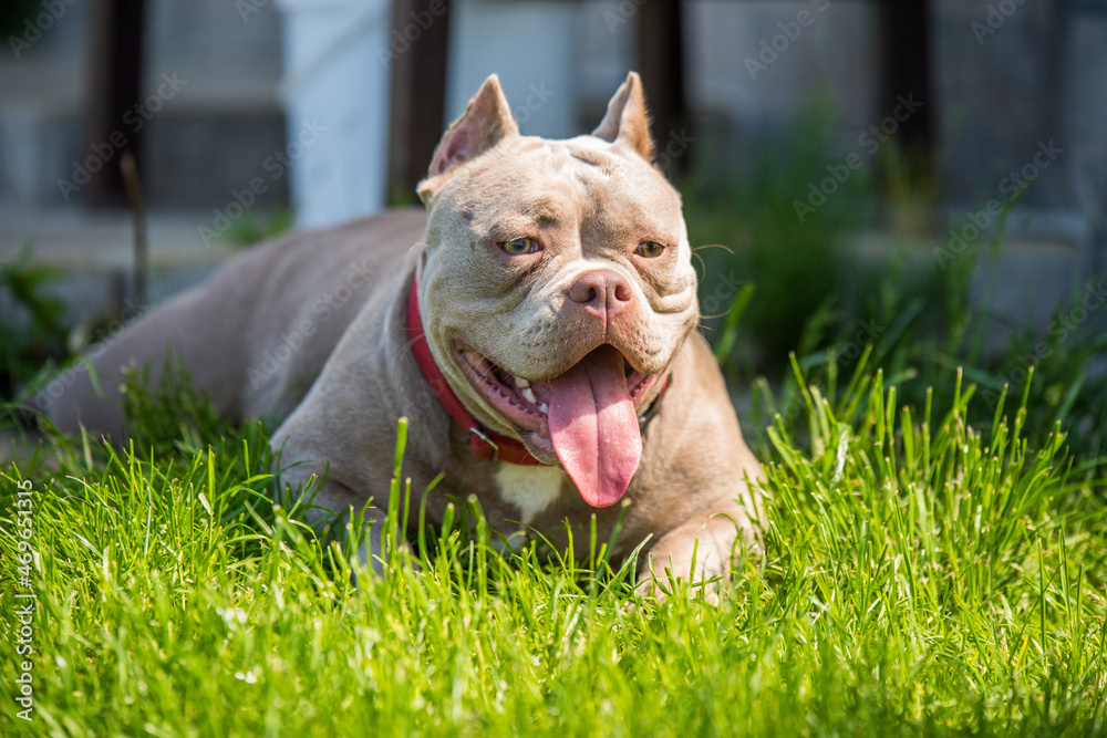 Lilac color American Bully puppy dog lying on green grass