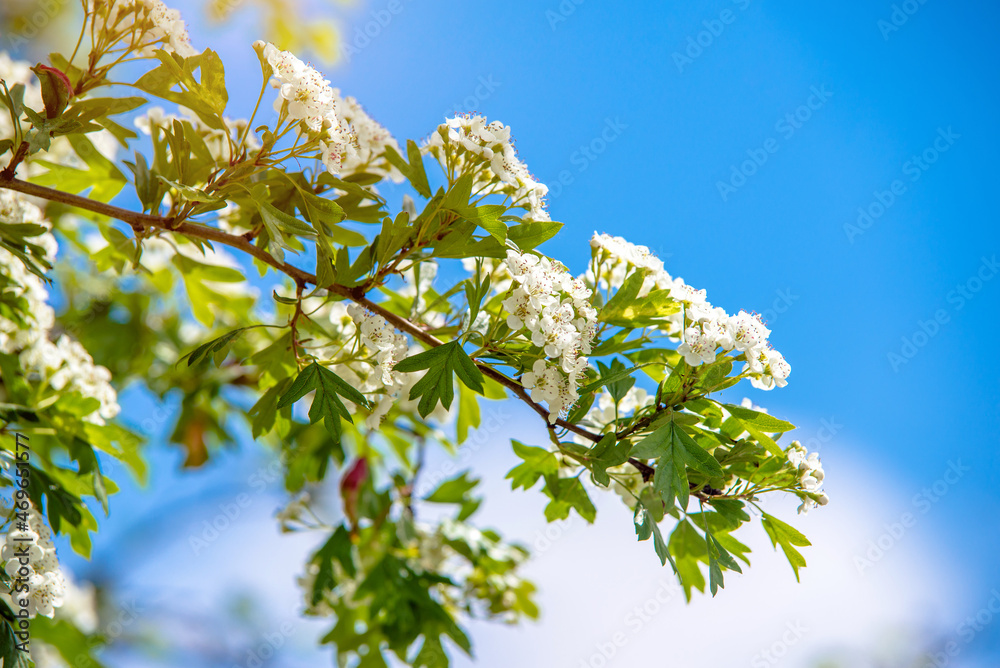 hawthorn blossom branch in the garden in spring
hawthorn blossom branch in the garden in spring