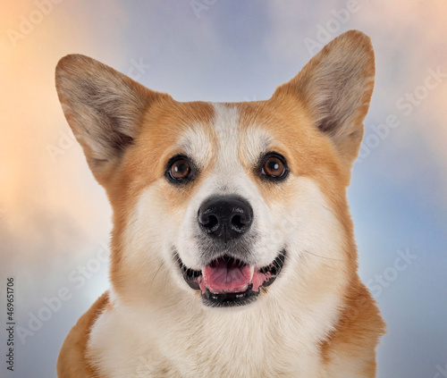 Pembroke Welsh Corgi