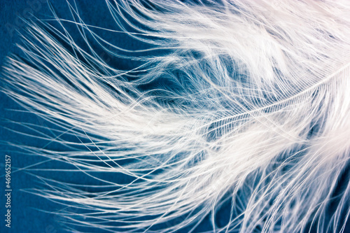 Fototapeta Naklejka Na Ścianę i Meble -  White fluffy bird feather macro shot on dark blue background. Contrasting image. Weightlessness, lightness, softness, tenderness concept. Abstract avian background. Natural wallpaper. 