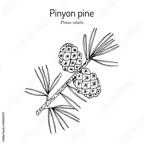 Pinyon or nut pine Pinus edulis , state tree of New Mexico