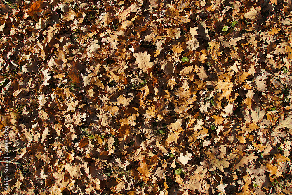 Golden autumn oak leaves