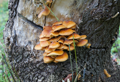 Beautiful inedible mushrooms