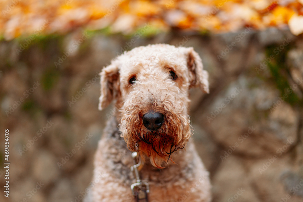 Airedale Terrier dog sitting in front of stone wall and autumn leaves, looking at the camera