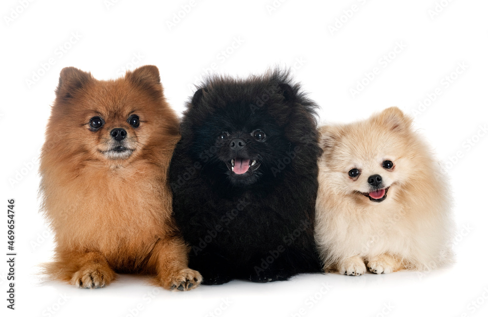 Obraz premium young pomeranians in studio